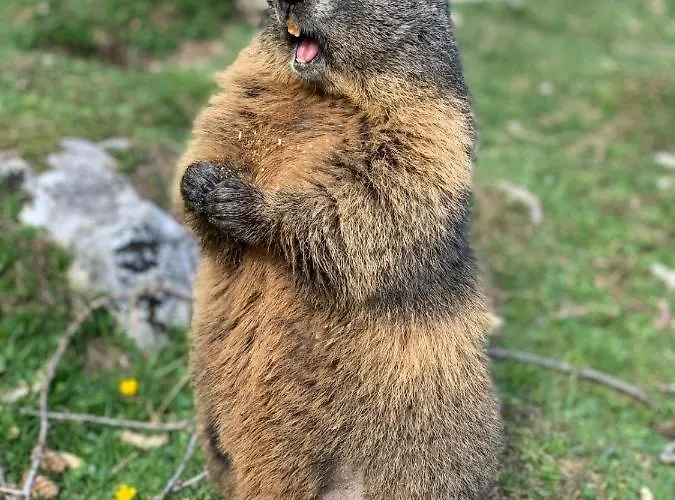 Lägenhet Wilma Schladming